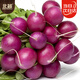 北蔬櫻桃蘿卜種子春季小水果蘿卜蔬菜籽 紫皮櫻桃蘿卜種子8g約800粒