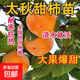柿子苗樹(shù)苗嫁接果樹(shù)苗南北方種植地栽火晶柿脆甜柿子樹(shù)苗當年結果 太秋脆甜柿5年苗 當年結果 50cm(含)-60cm(不含)