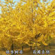 花丞相金葉銀杏樹(shù)活苗白果樹(shù)苗占地拆遷銀杏樹(shù)苗名貴庭院風(fēng)景樹(shù)彩色苗木 3公分粗