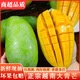 憶京源越南大青芒青皮特大芒果 皮薄肉厚核薄香甜多汁新鮮水果生熟兩吃 5斤精選特大果 源頭直供