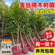 靜黛軒正宗四川金絲楠木樹(shù)苗小葉帶土老樁庭院名貴耐寒風(fēng)景大樹(shù)四季種植 【新手推薦】金絲楠木（高30-40cm）帶土帶葉