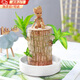 宜品達巴西木格魯特小樹(shù)人水培盆栽辦公室桌面綠植室內陽(yáng)臺植物幸運木 巴西木+陶瓷托盤(pán)+格魯特+營(yíng)養液