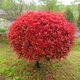 花e流紅葉石楠紅花繼木金森女貞球型綠化工程樹(shù)苗園林別墅庭院綠化綠籬 紅葉石楠球高度45厘米冠幅35厘米1顆