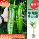 壽禾 辣椒苗大全各種椒苗小米椒壽光大型苗場(chǎng)菜苗朝天椒帶土春蔬菜苗 【中辣】牛角椒苗 6棵