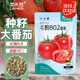 菜禾地毛粉番茄種子苗沙瓤西紅柿生吃大果蔬菜籽 毛粉802番茄種子100粒