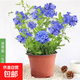 藍雪花大花苗爬藤植物陽(yáng)臺庭院四季開(kāi)花盆栽室內外鮮花卉盆景植物 【帶花苞】2盆藍雪花180（原盆）