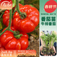 壽禾 傳家寶牛排番茄種子大番茄老品種菜四季冬春季壽光菜種籽 巨型牛排番茄苗 12棵