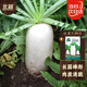 北蔬 白蘿卜種子苗大白皮水果蘿卜冬季蔬菜種籽 九斤王白蘿卜種子15g