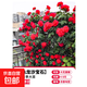 四季開(kāi)花薔薇花苗多花月季花苗特大花大苗濃香型爬藤攀援植物歐月 紅龍1-1.3米左右【精選大苗】