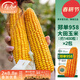 壽禾 鄭單958玉米種子大田糧食種籽 鄭單958玉米種子約1400粒*2包