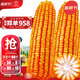 大禹鄭單958玉米種子國審產(chǎn)高矮大棒雜交抗旱抗倒官方正品矮桿包谷 鄭單958玉米種子20斤5畝大棒國審