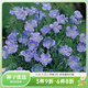 虹越 萌吖吖花卉種子 秋播耐寒系列花園觀(guān)賞花卉種子 【約300?！克薷{亞麻