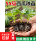 西瓜苗秧8424麒麟西瓜秧苗四季種植早熟瓜苗南方種植陽(yáng)臺嫁接種苗 冰糖麒麟苗 10棵【皮薄籽少】+肥