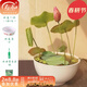 壽禾 開(kāi)口碗蓮種子水培碗蓮花籽水生植物小型迷你冬春季四季盆栽 【套餐】碗蓮種植組合裝