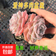 云南精品萌肉多肉植物愛(ài)神冰梅姬小光多品種可選居家陽(yáng)臺好養盆栽 愛(ài)神 6cm盆冠幅6-7cm(原盆原土發(fā)貨）