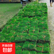 草帶泥土帶土別墅毯草四季青地毯草坪帶土帶泥土化草皮草草草 精品百慕大草坪1平方 10cm以下