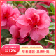 虹越（HONGYUE）安酷杜鵑花大苗多季開(kāi)花 庭院造景花園多年生易養護常綠花卉植物 【中大苗】“胭脂”3加侖叢生型
