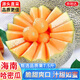 京地達海南哈密瓜甜瓜新鮮應季水果凈重7.5斤單果1500g+源頭直發(fā)包郵