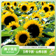 虹越向日葵花種子花園陽(yáng)臺盆栽庭院造景萌吖吖春夏播系列花種種子 【10?！慷际星宄?大花明黃色