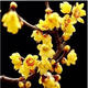 龍辰語(yǔ)梅花盆景樹(shù)樁梅花樹(shù)苗臘梅苗紅梅綠梅烏梅花苗盆栽美人梅花苗梅 紅心臘梅 4公分粗庭院種植