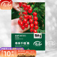 壽禾 正宗千禧圣女果種子山東壽光番茄籽多汁甜爽冬春季播種蔬菜籽 [性?xún)r(jià)比]千禧果種子30粒x3包