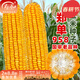 壽禾 鄭單958玉米種子大田糧食種籽 鄭單958玉米種子約1400粒*4包