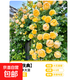 四季開(kāi)花薔薇花苗多花月季花苗特大花大苗濃香型爬藤攀援植物歐月 黃金慶典1-1.3米左右【精選大苗】
