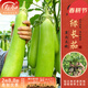 壽禾 長(cháng)茄杭茄種子大全蔬菜紫線(xiàn)茄冬春季盆栽壽光茄子菜籽 綠長(cháng)茄苗 6棵