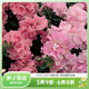 虹越進(jìn)口矮牽牛種子 萌吖吖系列花園陽(yáng)臺易種可垂吊花卉種子 重瓣矮牽牛 雙瀑布粉紅色