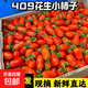 京喜加丹東枸杞小番茄409小番茄花生小柿子堿地柿子番茄水果低卡低脂 帶箱約1斤