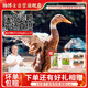 楊博士皖南整只老鴨2只 凈重4斤 農家散養鴨子土鴨溪水河鴨肉源頭直發(fā)