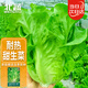 北蔬 生菜種子家庭盆栽春天菜四季速生蔬菜種籽 熱雄101甜生菜種子20g
