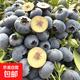 藍莓苗盆栽南方北方四季陽(yáng)臺水果樹(shù)種植庭院各種果樹(shù)果苗當年結果 F6【全國適宜種植】 3年壯苗