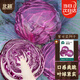 北蔬 甘藍種子包菜卷心菜大頭菜農家冬春四季蔬菜籽 紫甘藍種子300粒