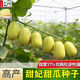 稻田伙伴甜妃甜瓜種子東北黃金妃香瓜種籽甜脆黃白皮水果種孑蔬菜瓜果籽種 甜妃甜瓜種子150粒