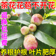 久榮茶花專(zhuān)用營(yíng)養液肥料防黑斑掉花苞土枯葉黃葉焦尖營(yíng)養液盆栽葉面肥 1瓶裝