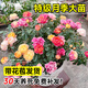愛(ài)優(yōu)尚月季花苗薔薇玫瑰四季開(kāi)花帶花苞棒棒糖月季室內外陽(yáng)臺源頭直發(fā)