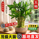 京噶富貴竹植物客廳文昌竹盆栽中式盆景轉運觀(guān)音竹子室內綠植 五福臨門(mén)富貴竹5棵原土盆+送營(yíng)養液