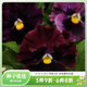 虹越角堇花卉種子 三色堇皺邊角堇萌吖吖秋播系列庭院草本花卉花種籽 皺邊三色堇 酒紅色【約5?！? title=