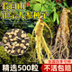 京悠雨長(cháng)白山人參種子正品野山參種子四季易種中藥材易活室內觀(guān)花卉盆栽 長(cháng)白山人參種子 粒粒精選200粒