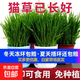 天然貓草已種好盆栽發(fā)芽長(cháng)好貓咪用品大全去毛球貓零食種子貓薄荷 加厚彩盆2盆【送種植種子10包（已長(cháng)好到貨即食）
