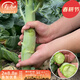 壽禾 大芯香菇芥蘭種子雞腿芥藍紫芥蘭蔬菜壽光農家冬春季播種菜種籽 雞腿芥蘭種子200g