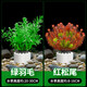 瘋狂水草（FKSC）水草活體魚(yú)缸造景套裝真水草蜈蚣草懶人植物定植環(huán)裝飾生態(tài) 【凈水定植】綠羽毛+紅松尾