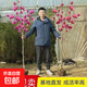 紫玉蘭花樹(shù)苗嬌紅玉蘭樹(shù)苗盆栽地栽綠化風(fēng)景耐寒玉蘭花苗庭院樹(shù)木 3公分粗【品種備注】帶土發(fā)貨1.4米高左右