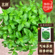 北蔬薄荷種子苗可食用四季種植陽(yáng)臺盆栽蔬菜籽 香薄荷種子1000粒x2包