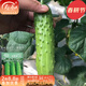 壽禾 旱黃瓜種子強雌籽種各種水果青瓜春季四季蔬菜壽光種籽 【老品種】濰豐冰翡翠2號旱黃瓜種子 60粒