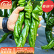 壽禾 當季蔬菜種子大全冬春季適合3-6月種植 螺絲辣椒種子50粒+10粒