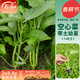壽禾蔬菜種子竹葉空心菜種子通心菜雍菜柳葉四季春壽光蔬菜籽 三叉空心菜苗 12棵