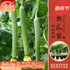 壽禾 蔬菜苗活苗帶土發(fā)貨大全菜苗種苗冬春各種秧苗山東壽光苗子陽(yáng)臺 長(cháng)絲瓜苗 5棵