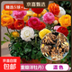 進(jìn)口花毛茛種球重瓣芹葉洋牡丹種根室內室外四季易活花卉盆栽種根 花毛茛/混色[精選5球]+肥 周長(cháng)8-9cm